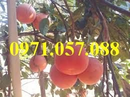 GIỐNG CÂY BƯỞI ĐỎ LUẬN VĂN